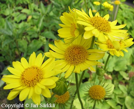 Doronicum pardalianches, suvivuohenjuuri